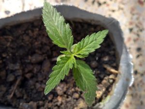 despanlizacion cannabis marihuana santa fe